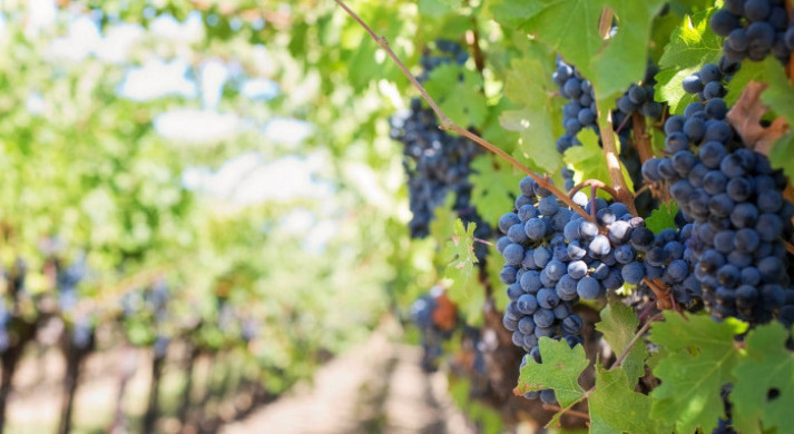 На Кубани в 2022 году на поддержку виноградарства и виноделия направят 729 млн рублей