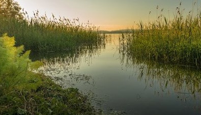 На Кубани создали лиманно-плавневый комплекс «Дельта реки Кубань»