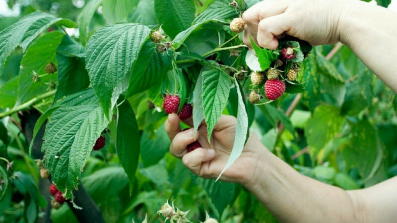 На Кубани в 2022 году на строительство теплиц для ягод выделят более 130 млн рублей