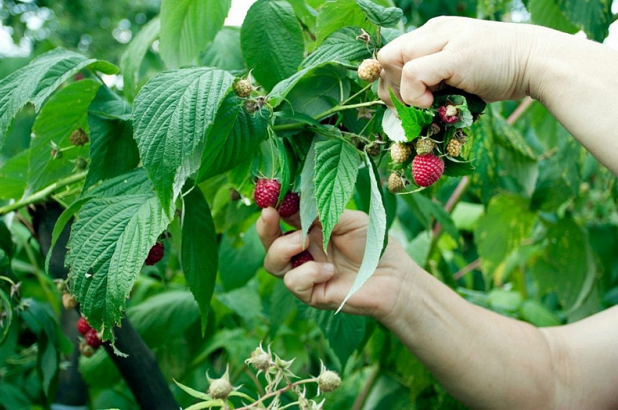 На Кубани в 2022 году на строительство теплиц для ягод выделят более 130 млн рублей