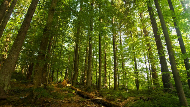 На Кубани в 2022 году создали 22 особо охраняемые природные территории