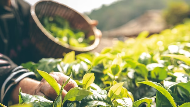 В Сочи восстановлению подлежит более 40% чайных листосборных плантаций