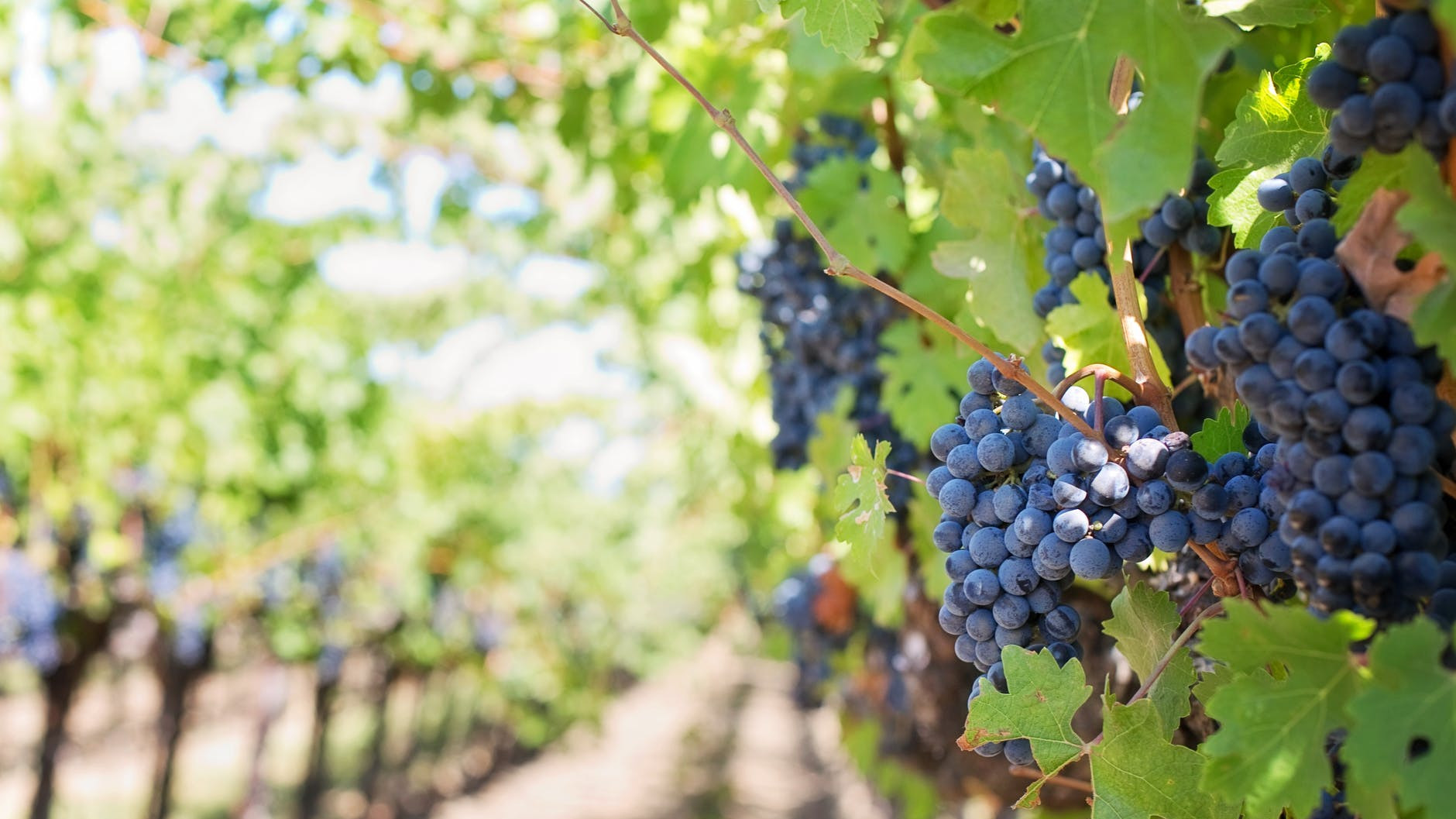 Росреестр выведет виноградопригодные земли Кубани в отдельный вид пользования