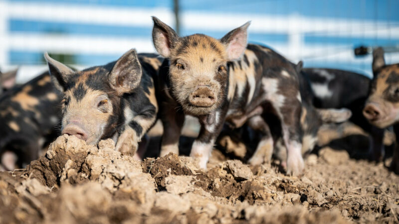 «Агрокомплекс» им. Н.И. Ткачева купил ростовское свиноводческое предприятие