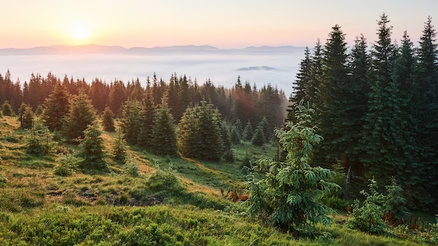 Дон попал в число лидеров по площади искусственно выращенных лесов