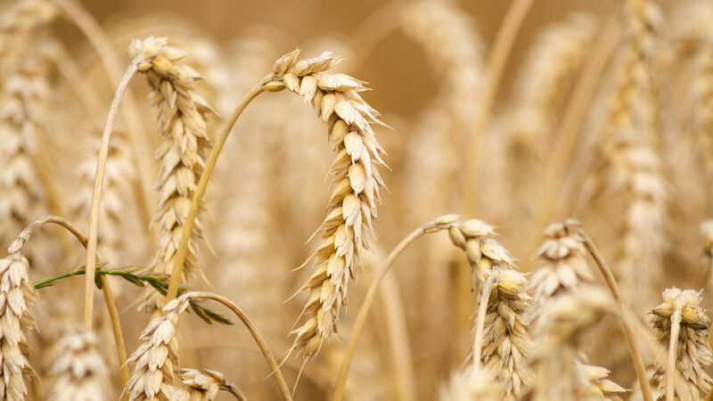 На Кубани в 2021 г. на поддержку сельхозкооперативов направили 55 млн рублей