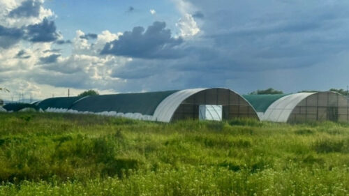 Как теплицы Юга и Кавказа адаптируются к турбулентности