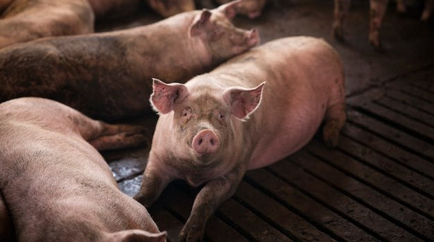 В Брюховецком районе Кубани уничтожат 860 свиней из-за АЧС