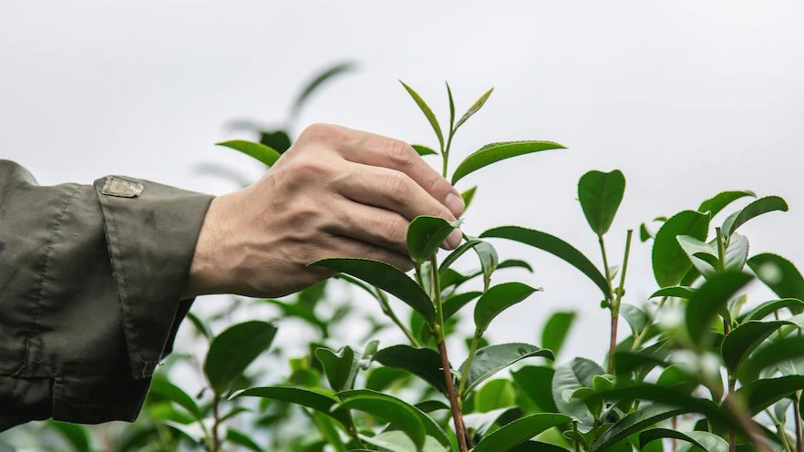 На Кубани урожай чайного листа в 2022 году вырос на 15%