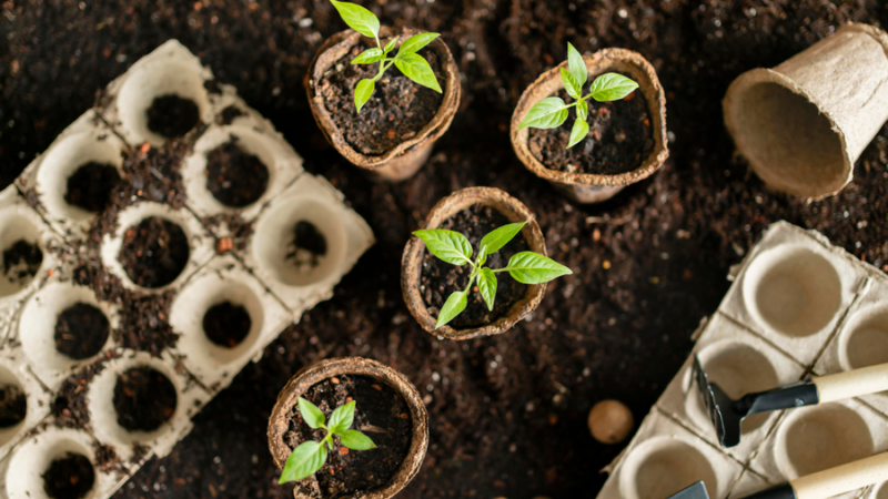 Объем саженцев плодовых деревьев на Кубани за 10 лет вырос в 6 раз