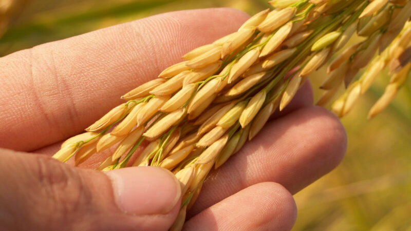 На Кубани в 2022 году площадь земель под рис планируют увеличить на 4,3%