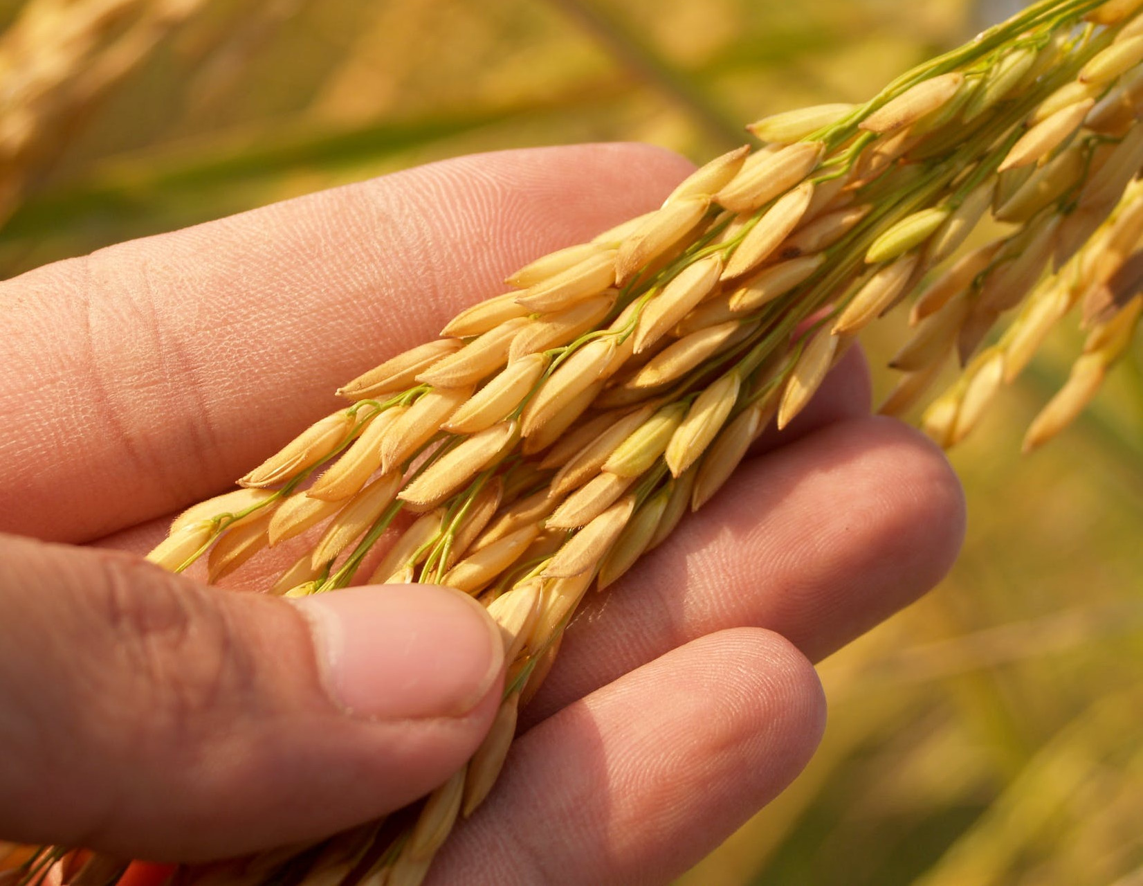 На Кубани в 2022 году площадь земель под рис планируют увеличить на 4,3%