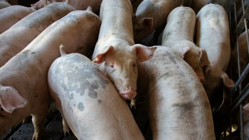 Агрокомплекс им. Н. И. Ткачева приобрел сельхозбизнес в Крыму