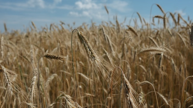 Урожай зерна в Краснодарском крае в 2021 году вырос на 30%