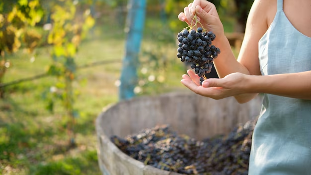 Площадь виноградников в Ростовской области к 2030 году увеличат вдвое