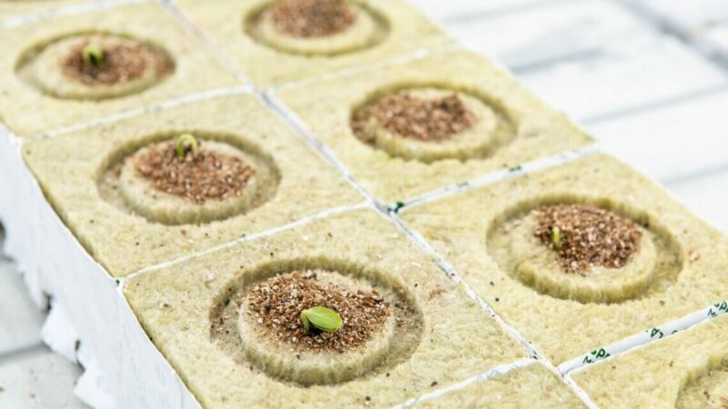 На Дону запустили производство минераловатных пробок для проращивания семян