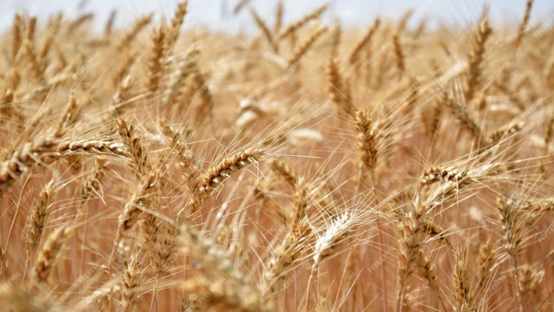 Объем экспорта ржи через порты Кубани в 2024 г превысил показатель за весь 2023 г