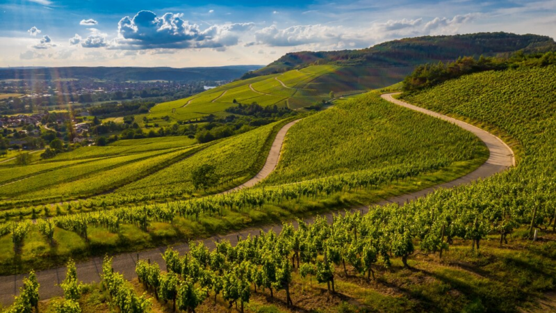 На Кубани в 2024 г планируют заложить не менее 1,5 тыс. га виноградников