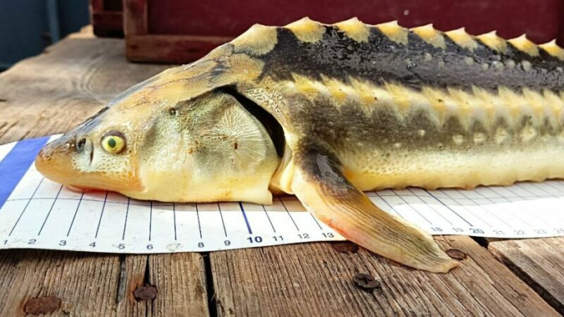 Ученые заявили о возможности промышленного вылова осетра в Азовском море