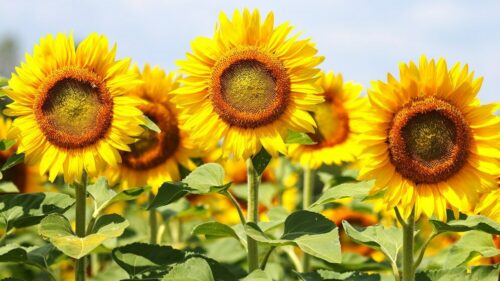 Нехватку отечественных семян пропашных культур фиксируют в Ростовской области