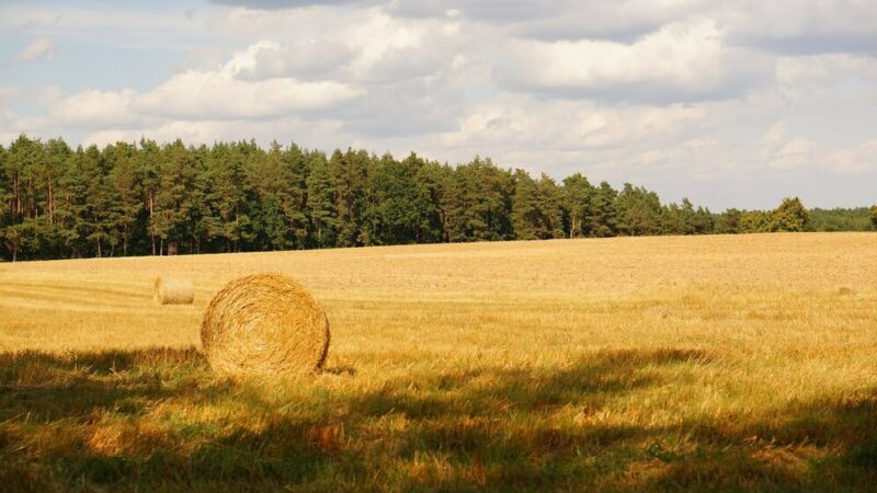 Ученые ЮФУ планируют издать Красную книгу почв Ростовской области в 2025г.