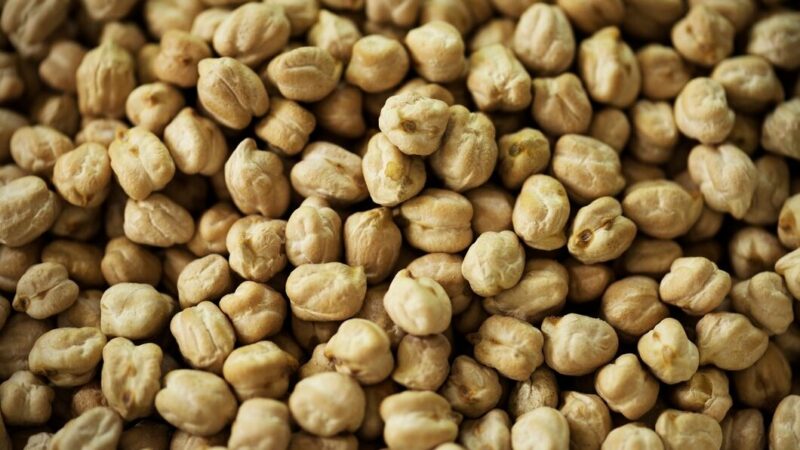 На Кубани в 2024 году площадь сева нута увеличилась на 23%