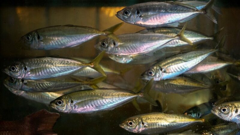 Кубанский застройщик планирует создать промпарк для разведения рыбы