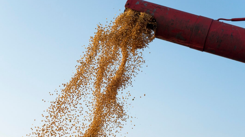 На Кубани экспорт пшенной крупы за год вырос в 30 раз