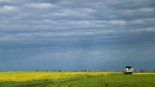 На Кубани в 2024 году под сев рапса отвели 73 тыс. га