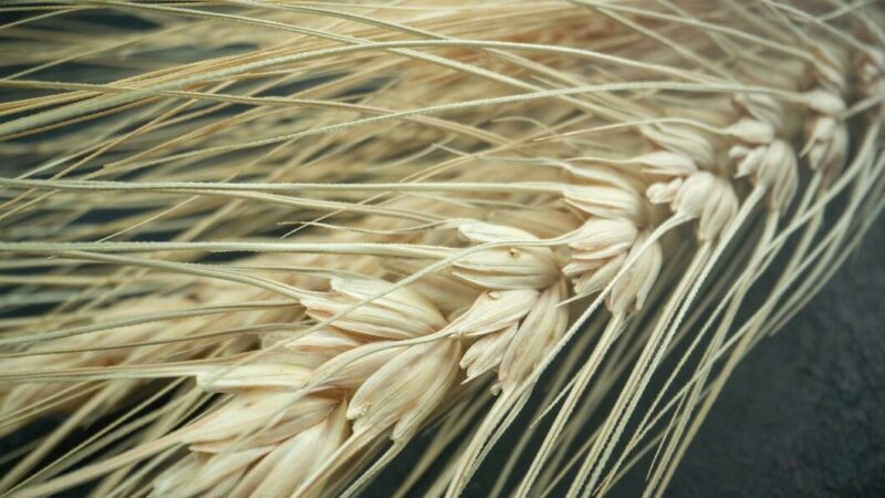 На Кубани за год экспорт яровых вырос в 2,1 раза