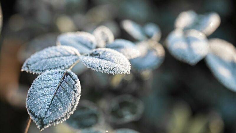 Минсельхоз: майские заморозки не нанесли повреждений кубанским садам