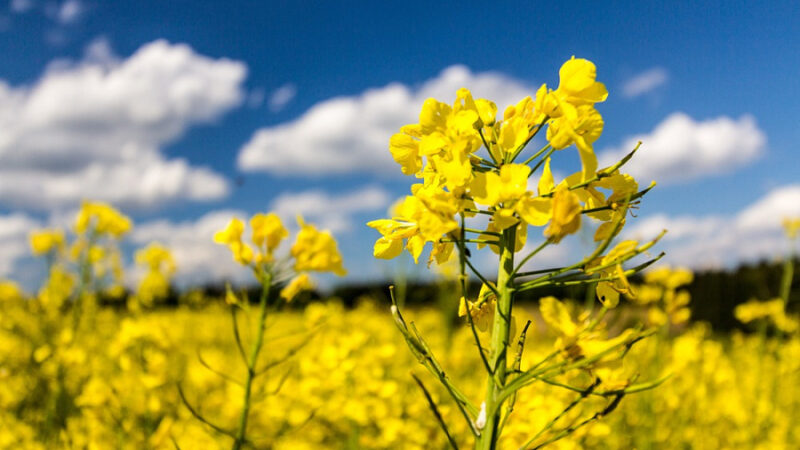 На Дону в 2024 г. площадь сева рапса увеличили на 22%