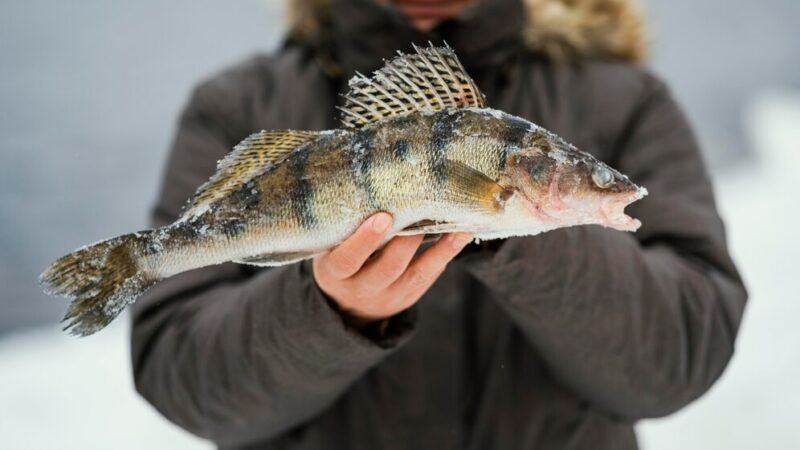Донские ученые рассказали об уменьшении популяции азовского судака