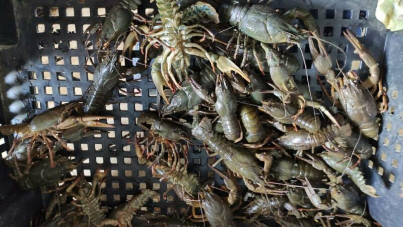 Промысловый запас раков на Дону за пять лет сократился на 33%