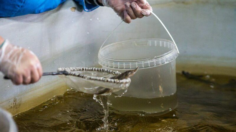 В Ростовской области займутся реконструкцией Донского осетрового завода в 2024г.