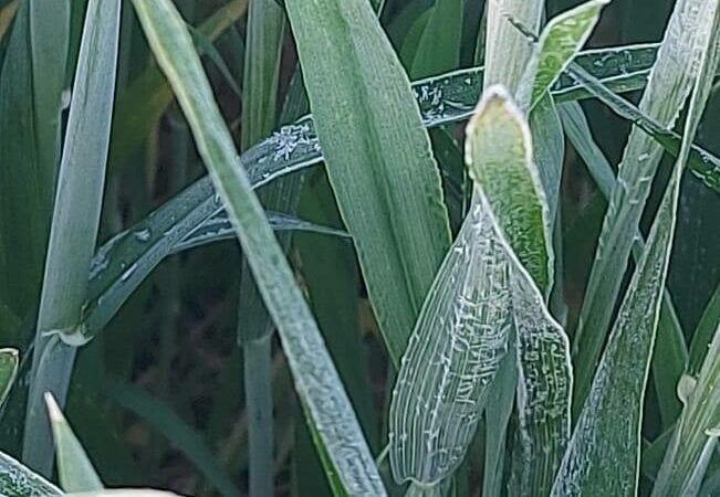 На Дону из-за заморозков пострадали 140 тыс. га посевов сельхозкультур