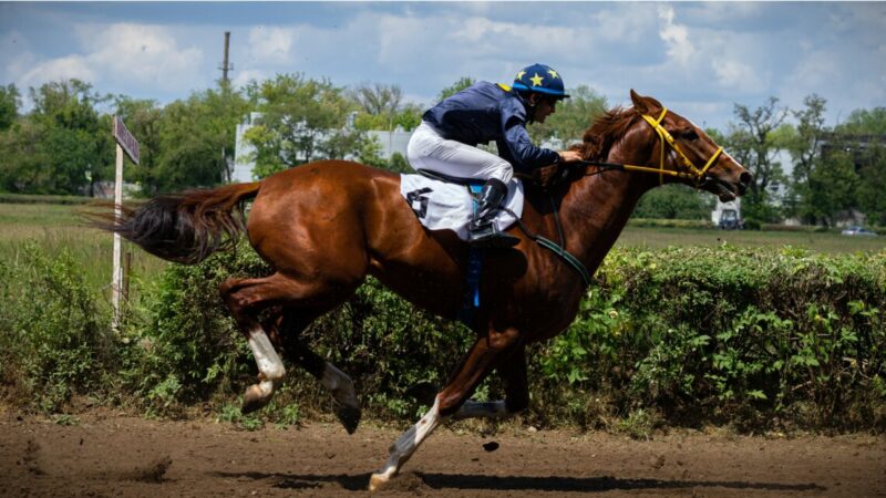 Ну, поскакали?! На Ростовском ипподроме 19 мая стартовал новый скаковой сезон