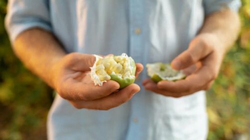 Фермер из Краснодарского края вывел новый сорт маракуйи