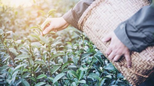 В Туапсинском районе планируют возродить чайные плантации