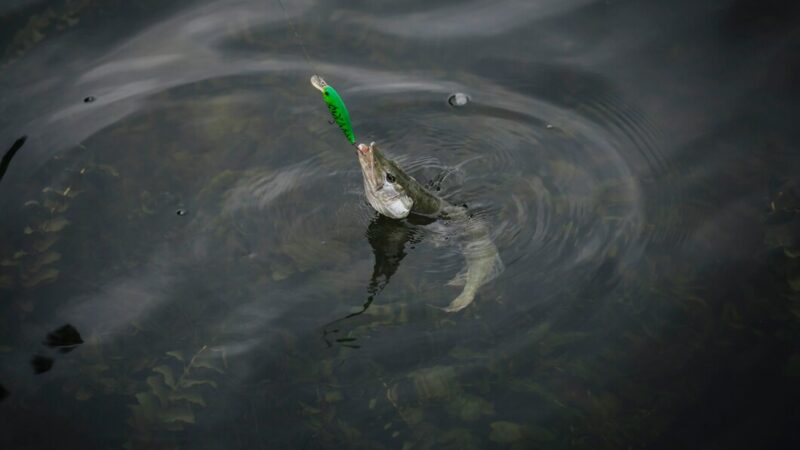 На Дону сохраняется запрет на вылов шемаи, исключенной из региональной Красной книги