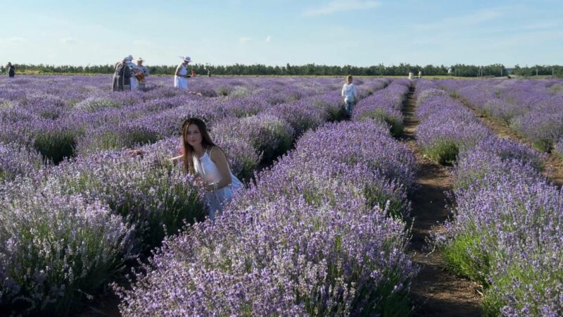 Сиреневые реки, донские берега: как прошел фестиваль лаванды в Старозолотовском