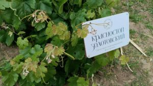 Объем производства вина на Дону планируют сохранить на уровне 2025 г.