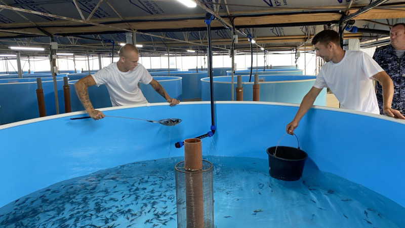 В реку Кубань выпустили более 53 тыс. мальков осетра