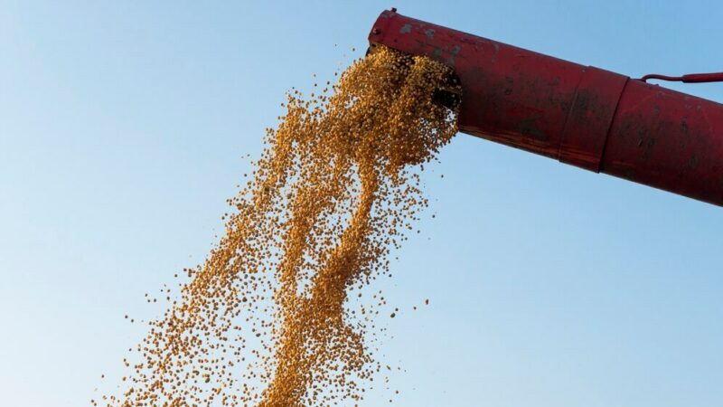 Краснодарский край удвоил экспорт ячменя в 2024 году