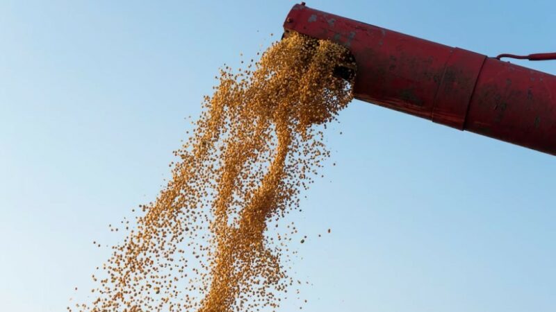 Экспорт зерна с территории Кубани в 2025 году сократился на 45%