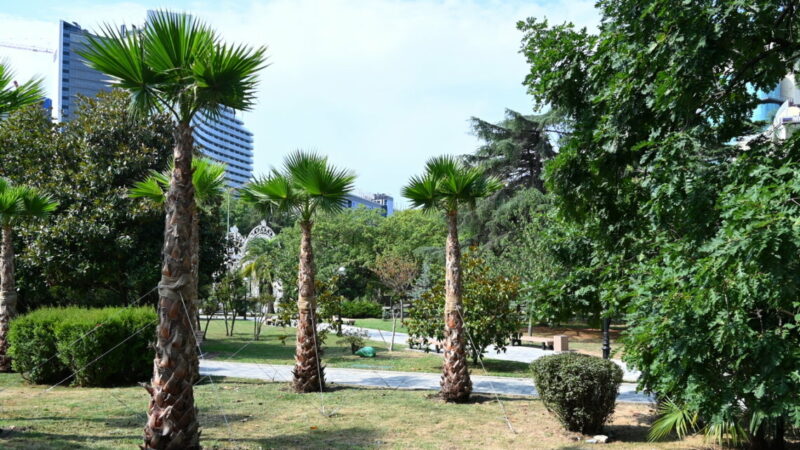 Пальмы под солнцем: как в Сочи сохраняют и приумножают зеленое наследие