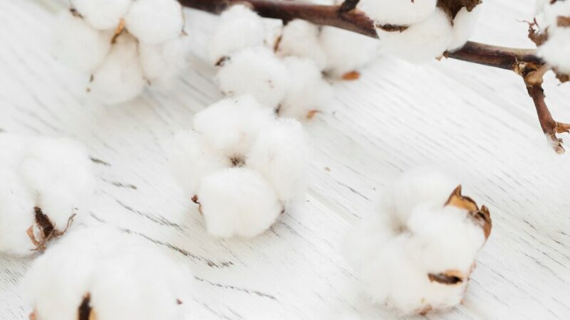 На Кубани начали эксперимент по выращиванию хлопка