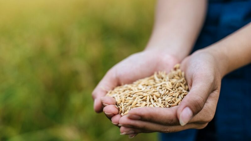 На Дону в 2024 году урожай зерновых может снизиться на треть