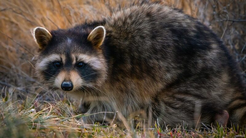 На Дону установили ограничение на охоту на диких животных до августа 2025 г.