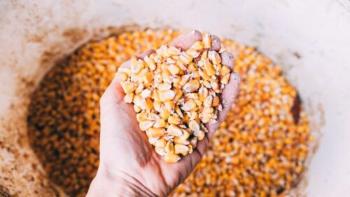 В России урожай кукурузы снизился на 29,5% в 2024г.